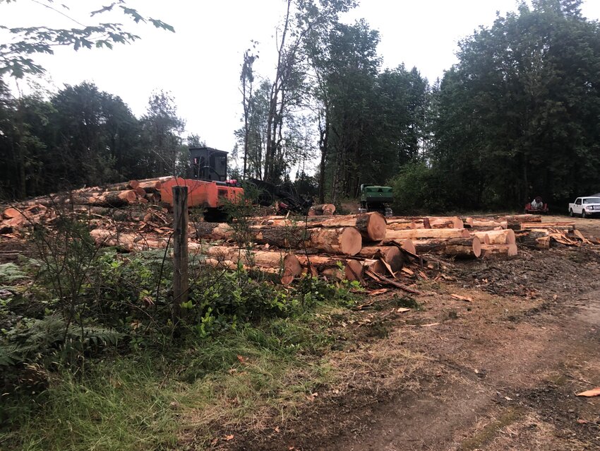 Logging in June 2022 and subsequent clearing of this previously forested area in Olympia made room for Scotch Broom, an invasive&nbsp;plant&nbsp;species. Photo taken June 5, 2022.