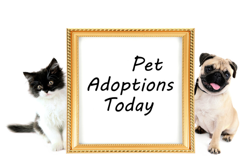 Pet adoption photo showing a kitten and pug.
