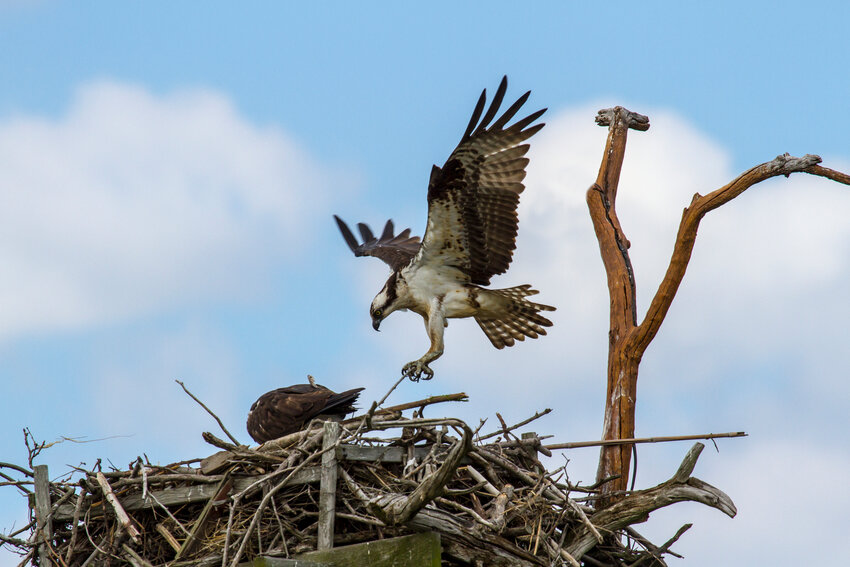 Osprey at a platform nest