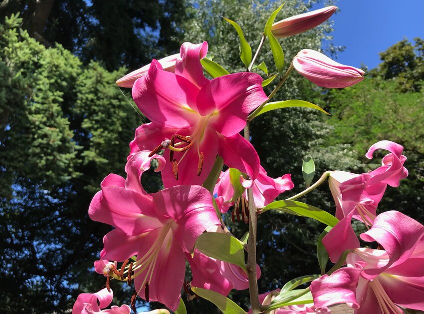 Tall, intoxicatingly fragrant lilies are in bloom now, but they won&rsquo;t be for long.