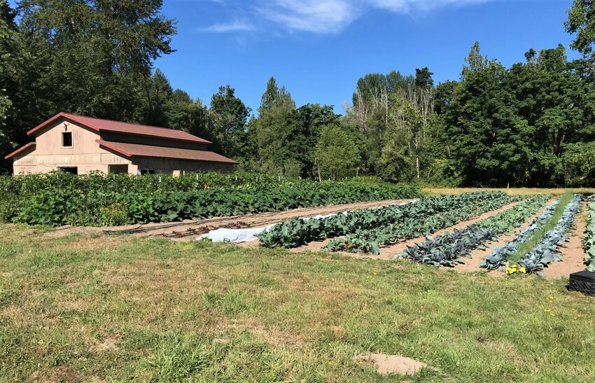 The second of two Nisqually Tribal garden&rsquo;s empty rows are about to be replanted with fall crops.