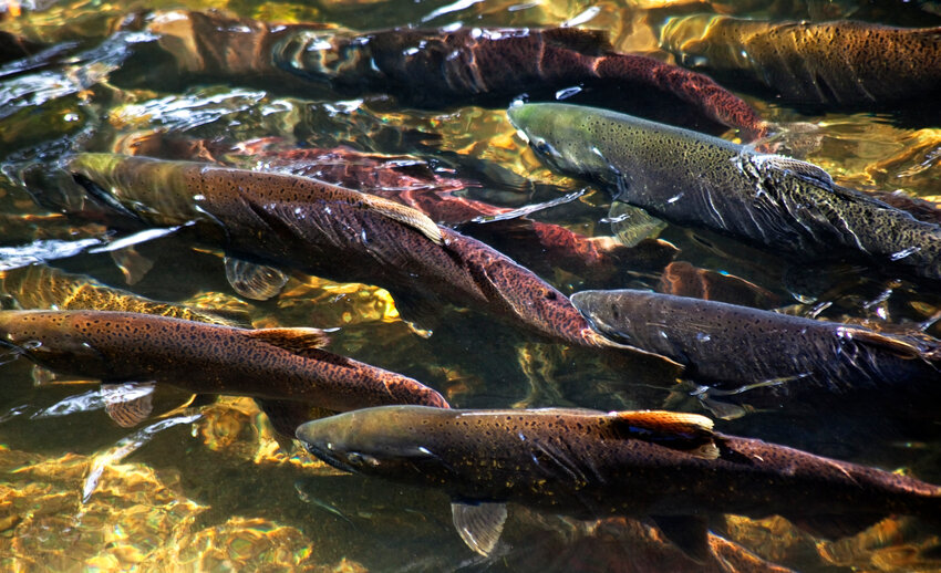 Salmon swimming upriver to spawn in Washington.