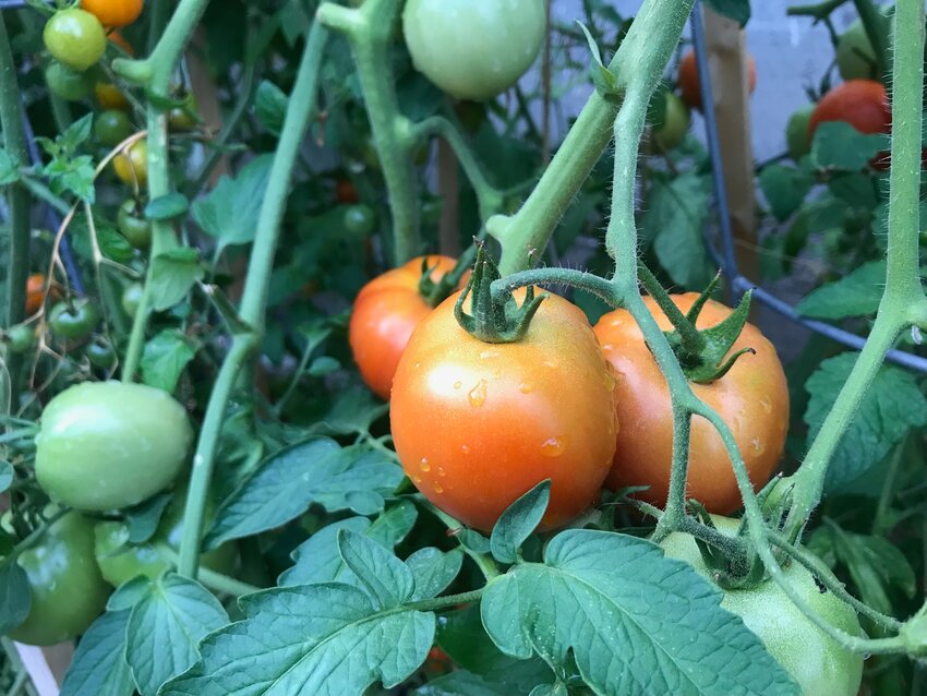 Cloudy weather had the tomatoes lingering in an almost-ripe state