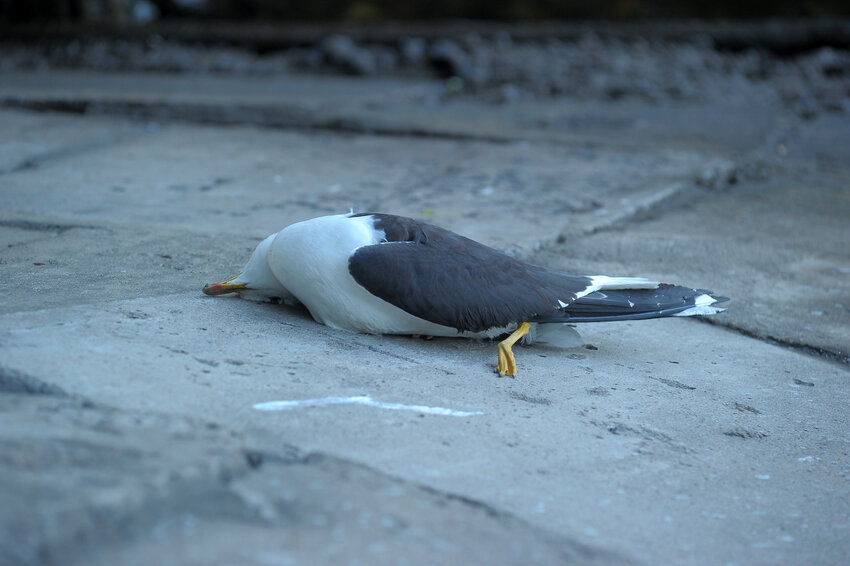 A dead seagull lies on the edge of the embankment