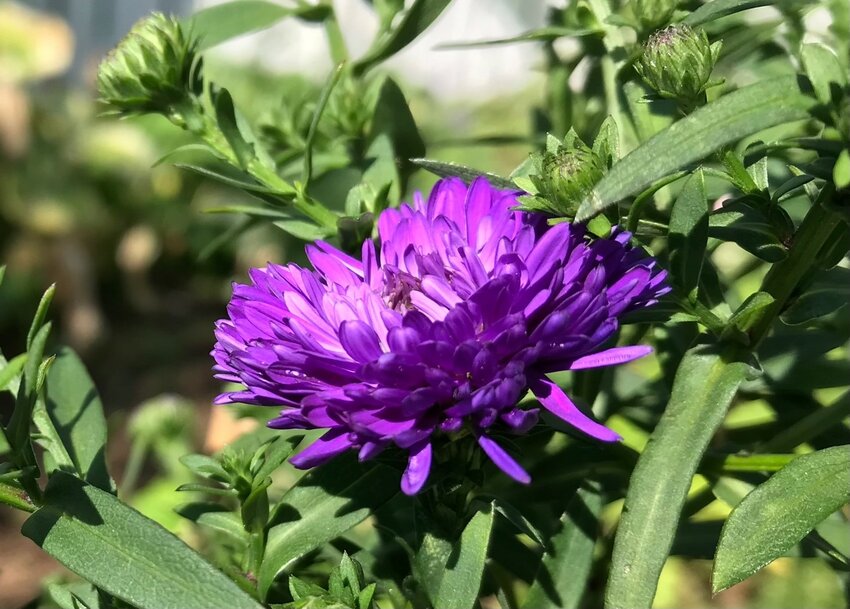 These Perennial Asters are also known as Michaelmas Daisies.