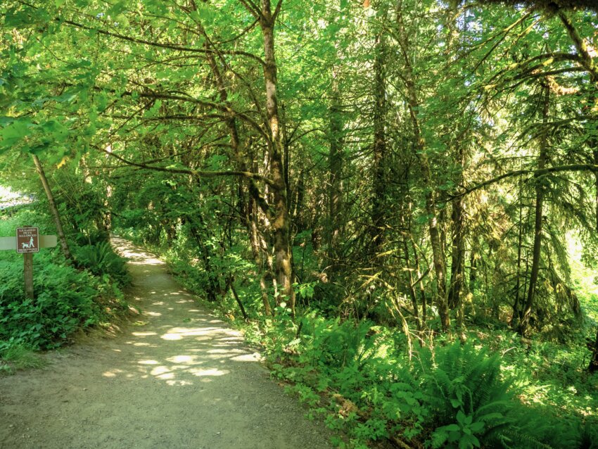 A trail in Thurston County.