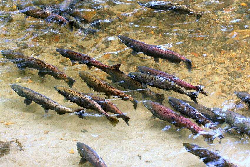 Chinook salmon swimming in a river