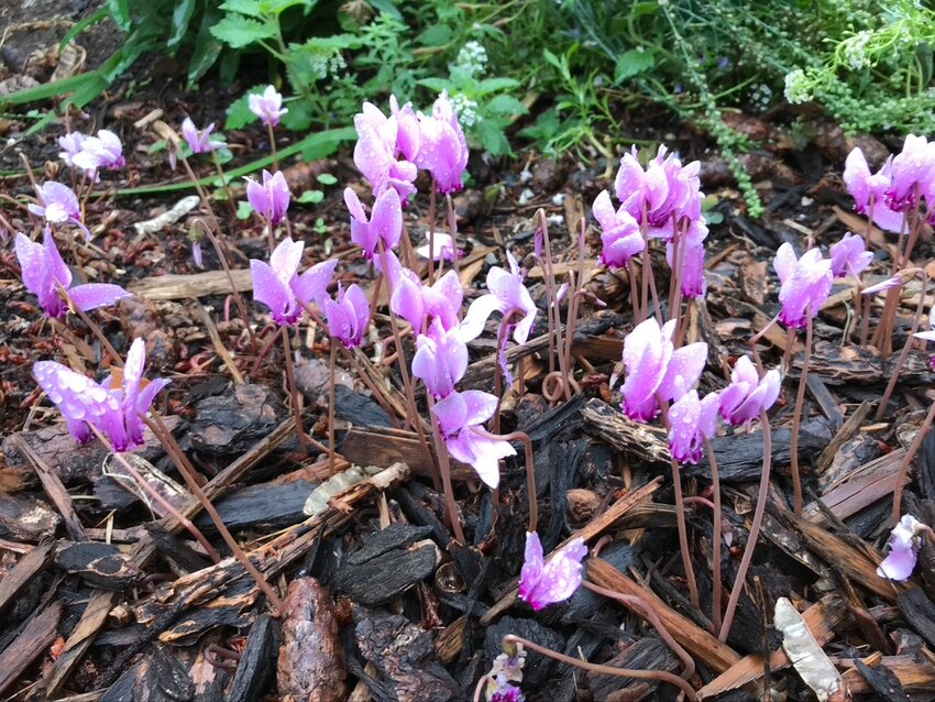 Cyclamen &mdash; a legacy of someone I will never meet, who planted them sometime in the 96-year past of this old house.
