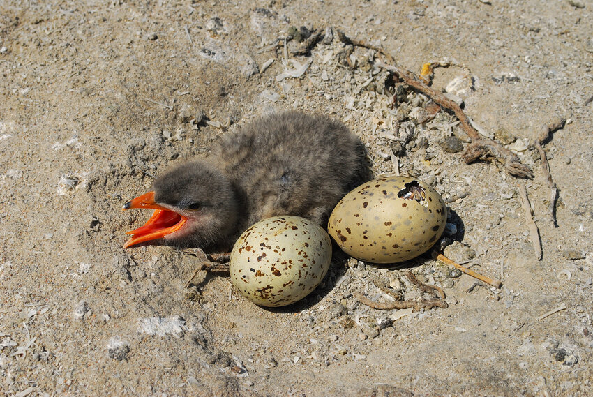 Caspian tern chick and two eggs in a nest scraping in the ground.