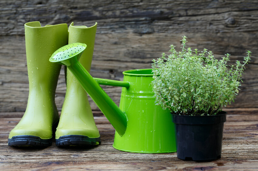 Rain has come again. Image of green rubber boots and watering can next to a garden plant in a pot.