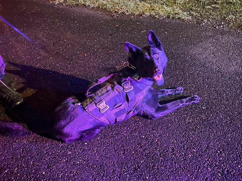 K9 Bowie assisted authorities in locating an auto thief on New Year&rsquo;s Eve.