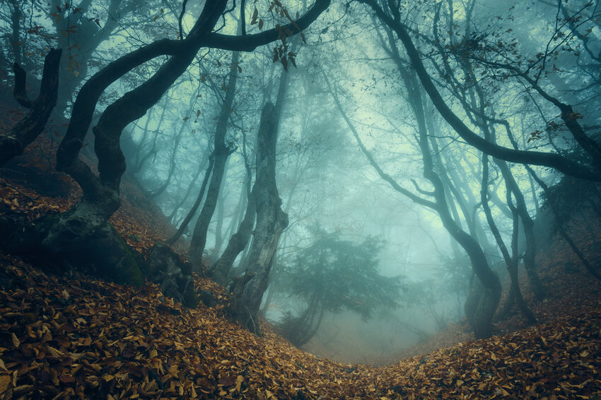 Trail through a dark old forest in the fog.
