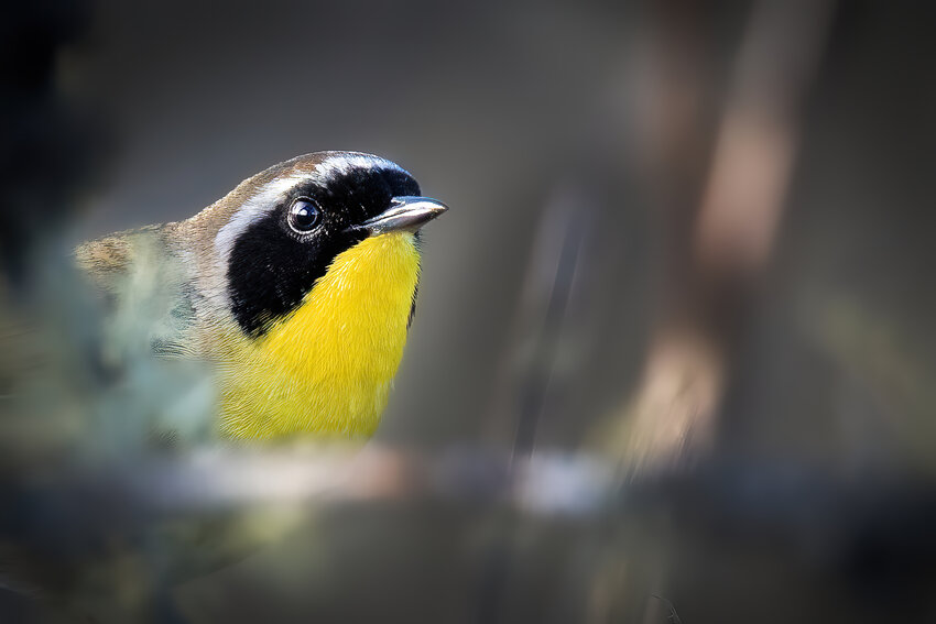I'll be singing in mid-April. Common Yellowthroat - male.