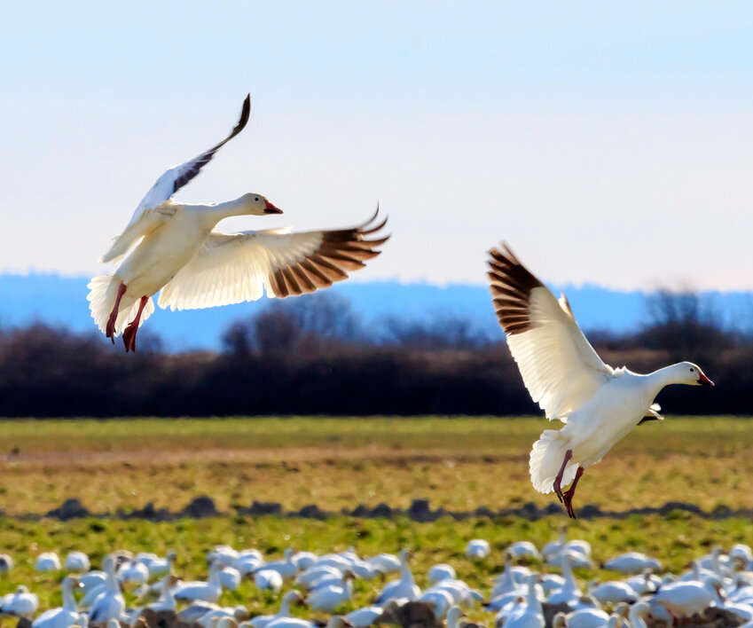 Snow geese landing in a field