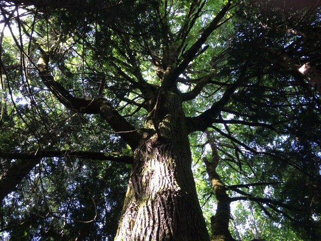 Douglas fir needs ground, air and sky &mdash; lots of it.