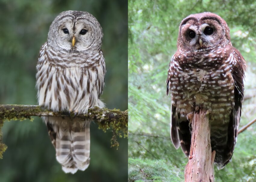 Side by side - Barred Owl on the left &amp; Northern Spotted Owl on the right. Barred Owls are an invasive species driving our own Spotted Owls from their territories with disastrous outcomes.