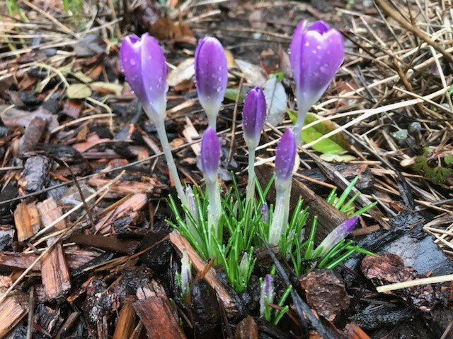 Crocuses are blooming, and there&rsquo;s so much more to come.