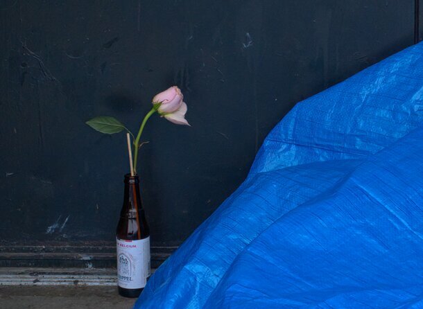 A rose for Valentine's Day