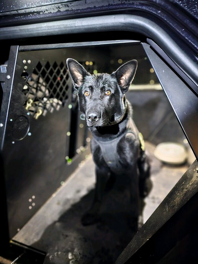 K9 Igo from the Thurston County Sheriff&rsquo;s Office K9 Unit assisted in capturing a felony suspect.