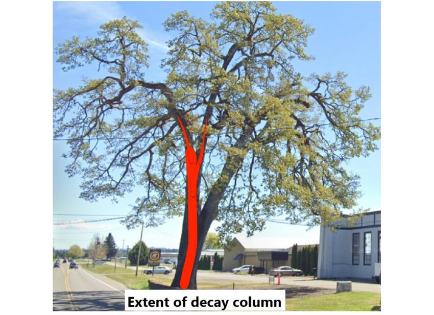 Sound Urban Forestry&rsquo;s report shows a photo of the tree and the extent of the decay (shaded in red) as determined through an aerial assessment by Waxwing Tree Specialists.