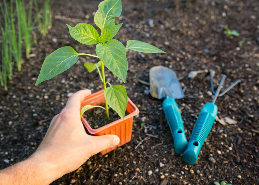 Planting a vegetable plant in tilled and cleared soil