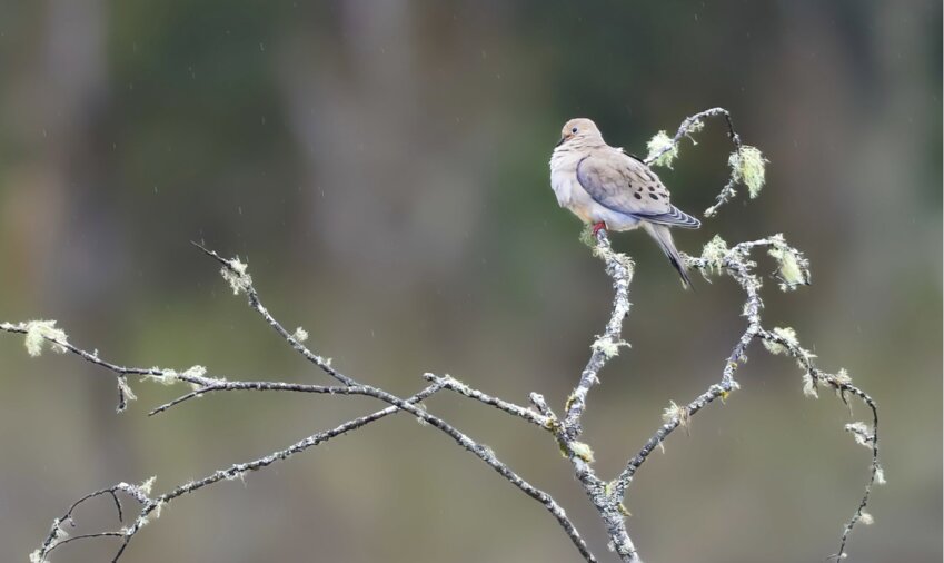 This is a Mourning Dove