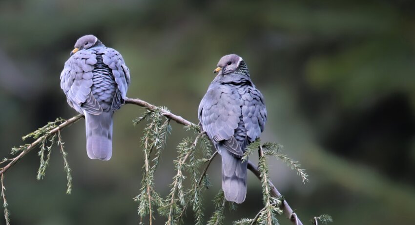 &ldquo;Whoo-whoo,&rdquo; is the owl-like sound made by these Band-tailed Pigeons.