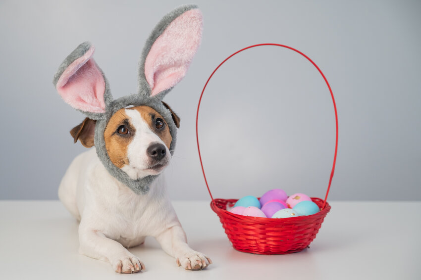 Cute jack russell terrier dog in a bunny headband next to a basket with painted easter eggs.