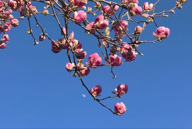 Magnoilias and the moon