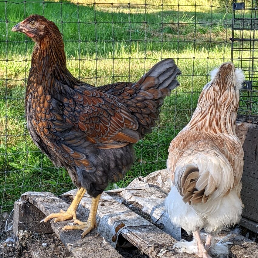 A couple of hens from a small flock of chickens. Even small flocks of chickens in home coops and enclosures need to take precautions to protect the birds from the Avian Influenza H5NI.