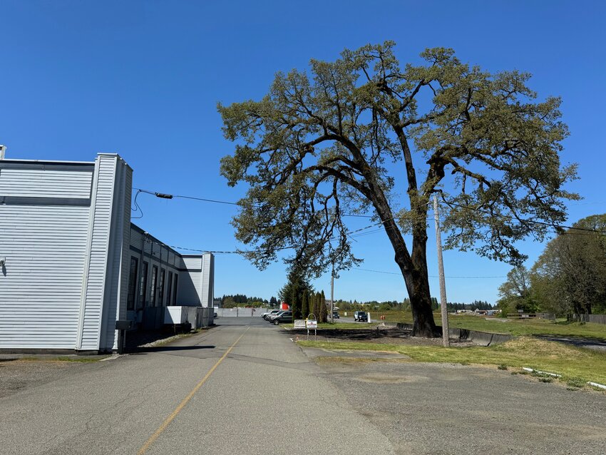 Seen facing north, the Davis-Meeker oak tree overhangs Old Highway 99 and is adjacent to the northernmost airplane hangar.