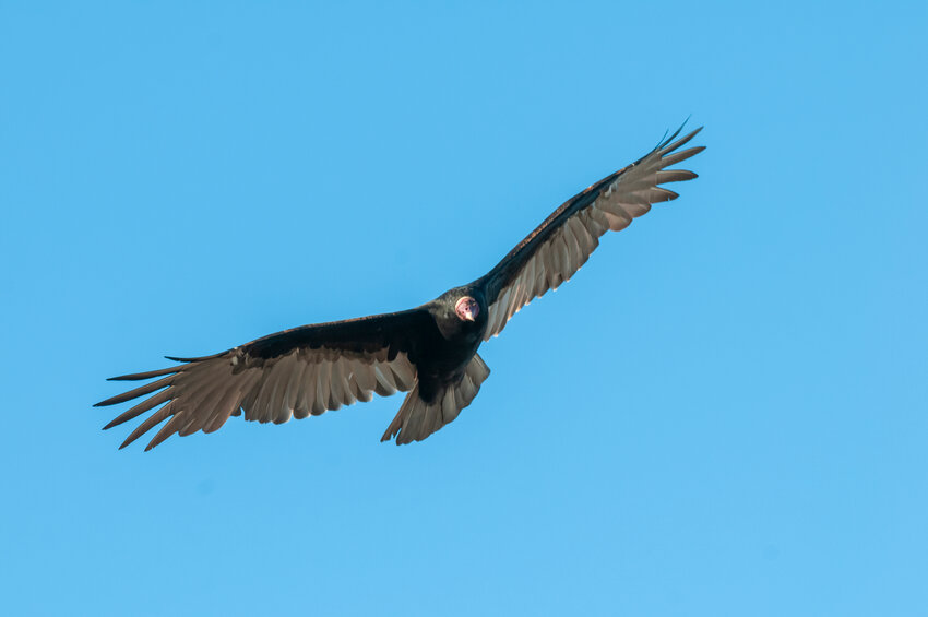 This Turkey Vulture is soaring over Patagonia, Argentina.