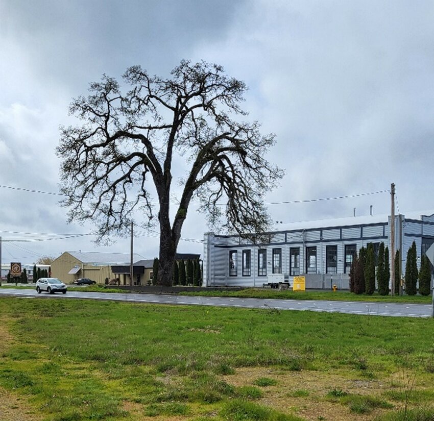 Photo of the Davis-Meeker oak