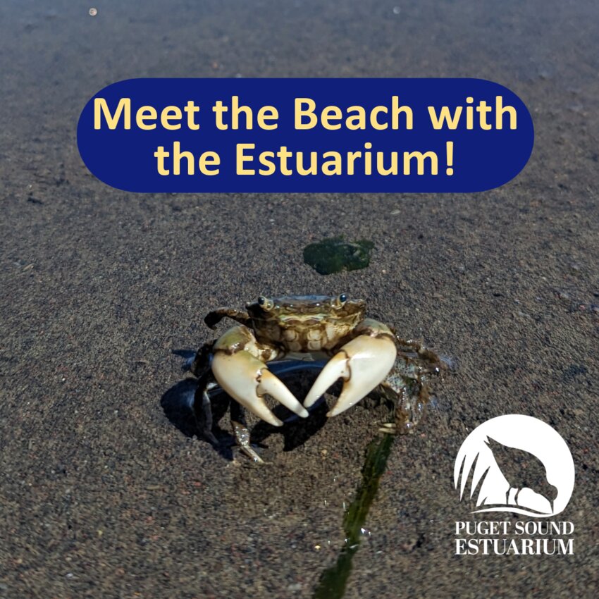 Join the Meet the Beach program and get to know the different marine life in the different Puget Sound beaches such as sea stars, snails, crabs, jellyfish, and a myriad of other fascinating marine creatures.