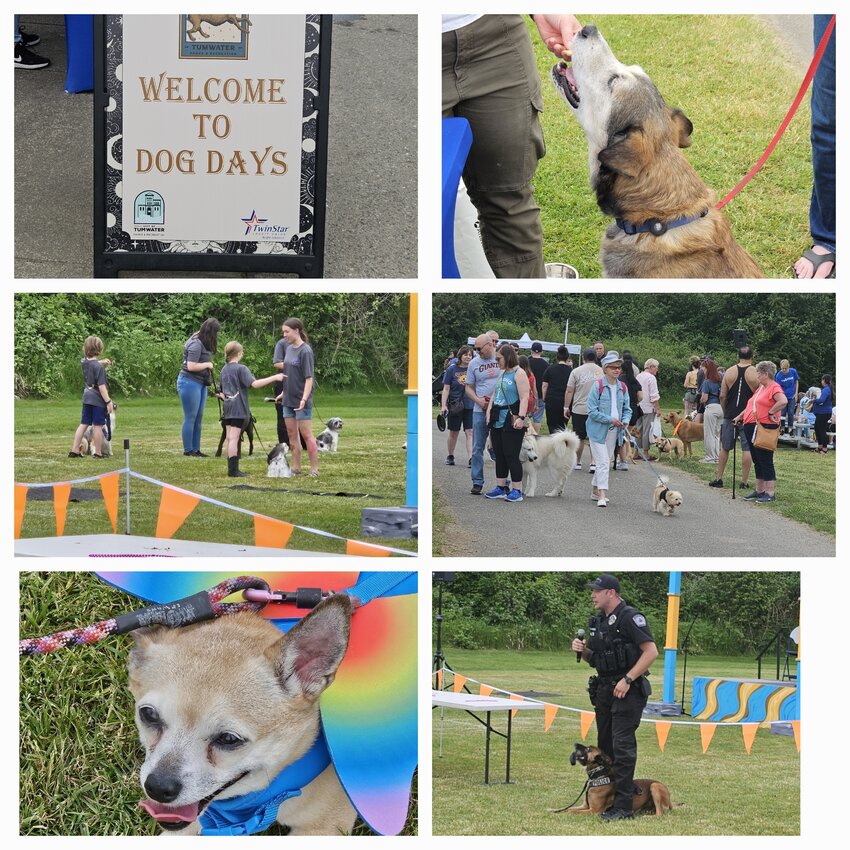 The 2nd Annual Tumwater Dogs Days was on June 8, 2024. Top right photo is Fawkes, a Chinook mix who visited Old Dog Haven booth. Photo middle left is Muttz-K-Teers 4-H Club showing their skills. Middle right is picture of people &amp; pets strolling, bottom left is Luna who was in a costume contest &amp; bottom right is K-9 Officer Grimmett with Thor.