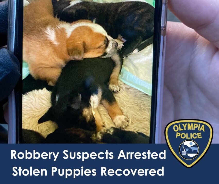 Three puppies robbed from their owners have been reunited with their owners. The robbers have been found and arrested.&nbsp;