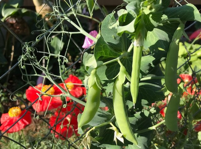 The fresh pea dividend
