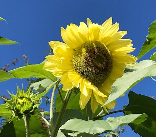 Sunflower, the national flower of Ukraine