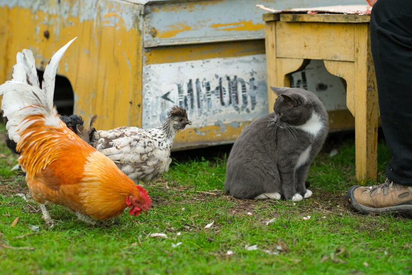 Gray cat looks at chickens at a farm