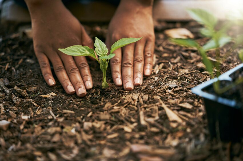 In this image, a black woman completes planting a green-leaf seedling.