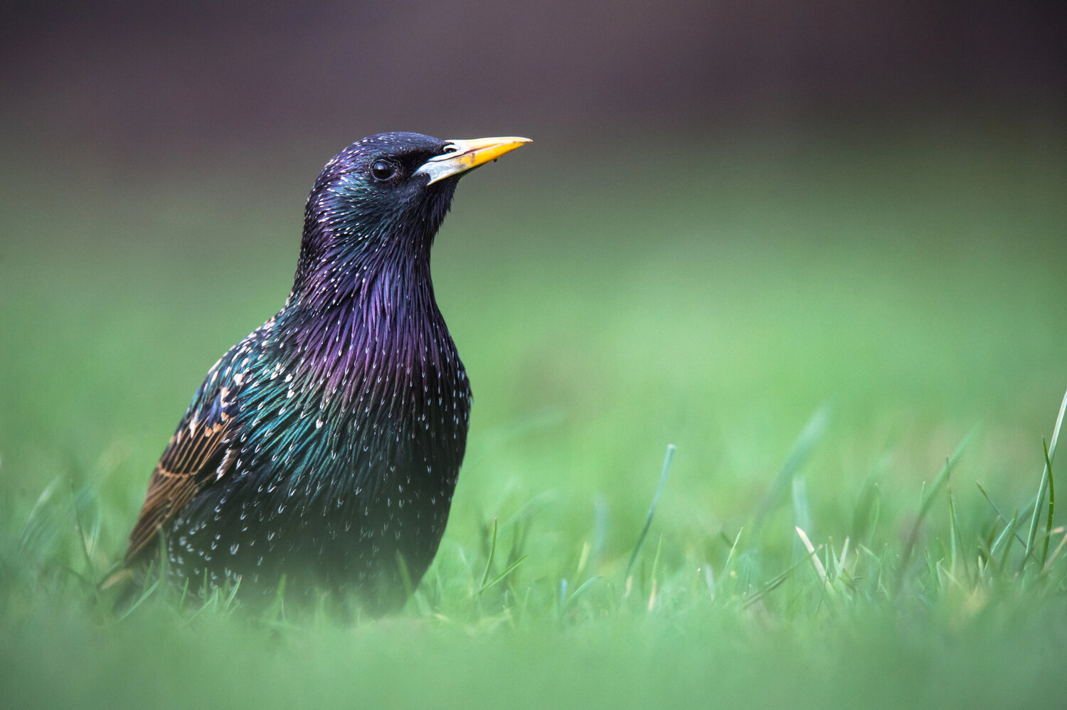 European Starlings - The JOLT News Organization, a 501(c)(3) Nonprofit