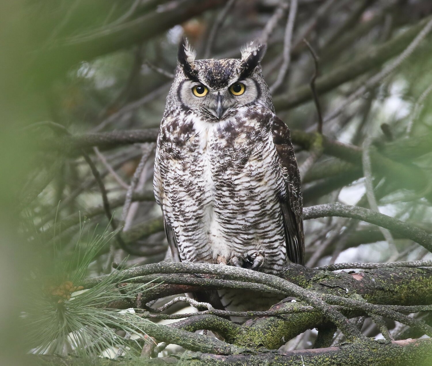 Thurston County is a popular area for owls - The JOLT News Organization, a 501(c)(3) Nonprofit