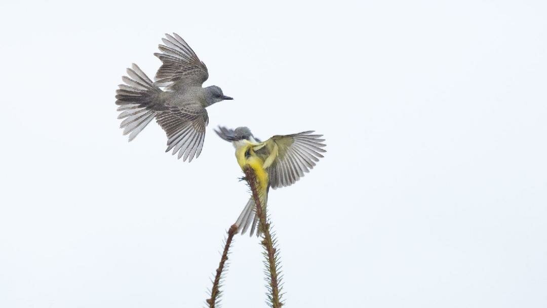 Birding highlights of 2024 - The JOLT News Organization, a 501(c)(3) Nonprofit