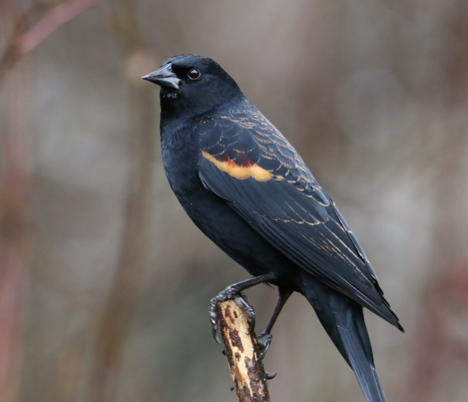 red wing blackbirds photo by Liam Hutcheson