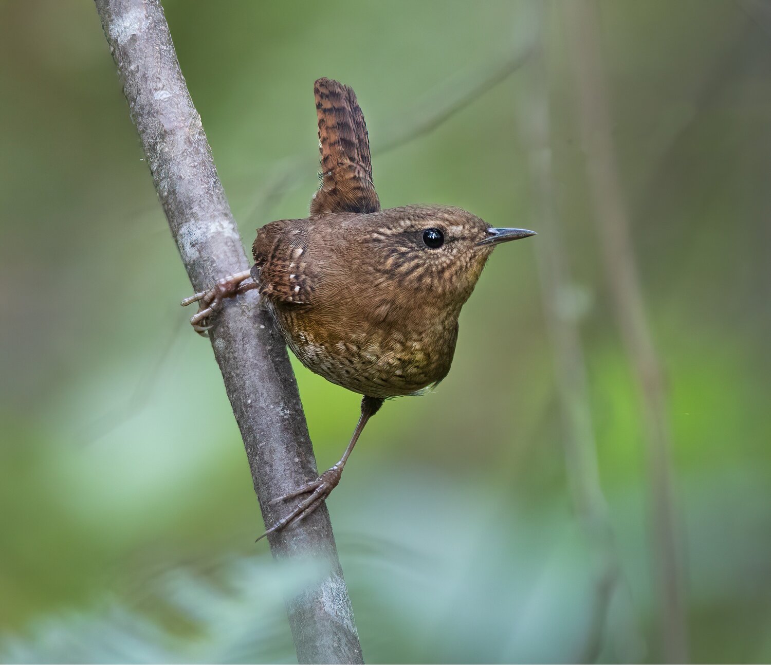 Pacific Wren