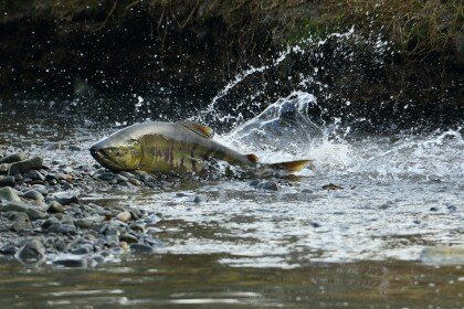 The world we share with salmon - The JOLT News Organization, a 501(c)(3) Nonprofit