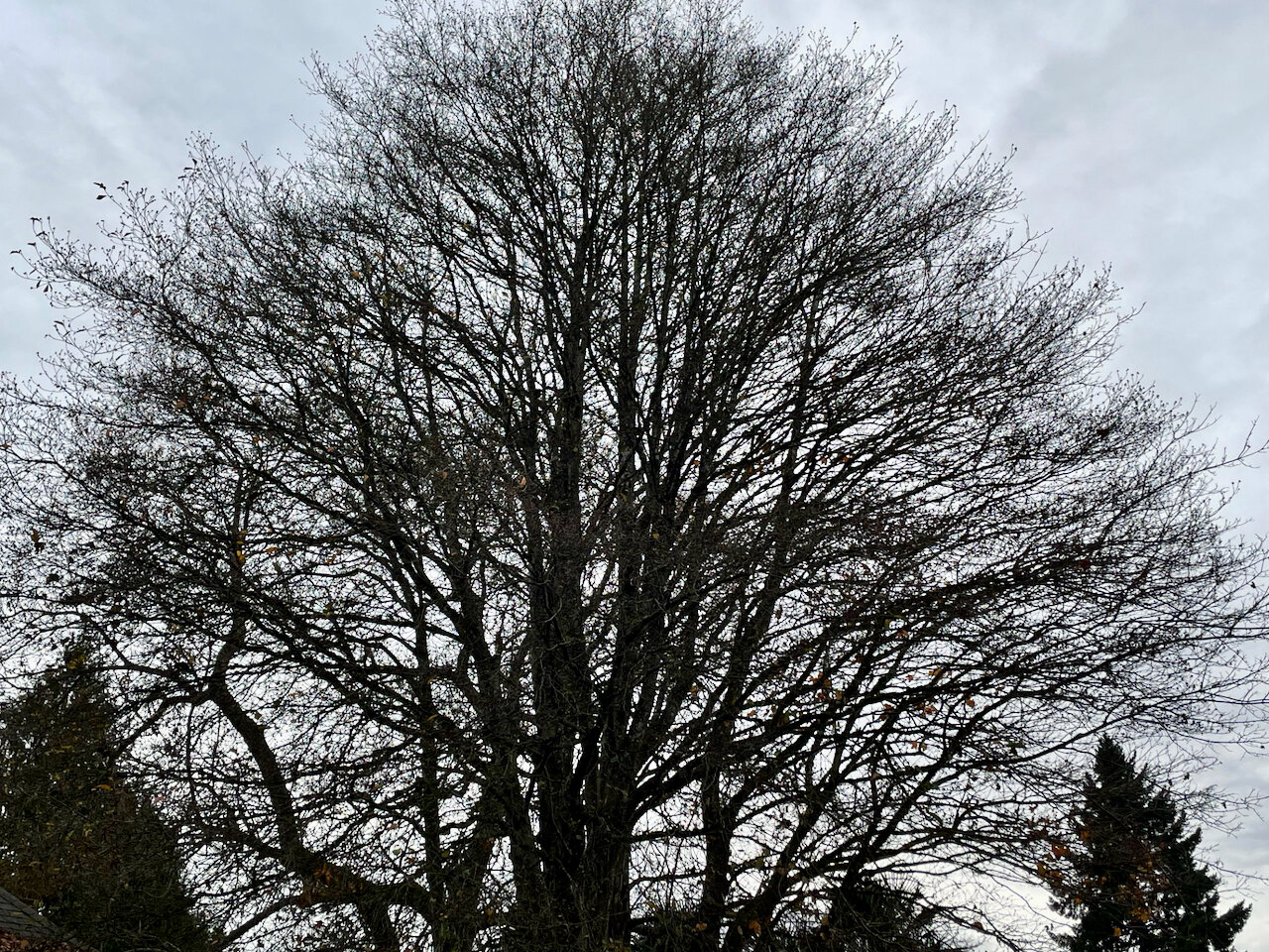 Goodbye leaves, hello sky - The JOLT News Organization, a 501(c)(3) Nonprofit