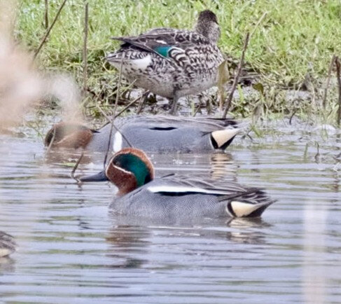 Winter waterfowl watching — rare visitors - The JOLT News Organization, a 501(c)(3) Nonprofit