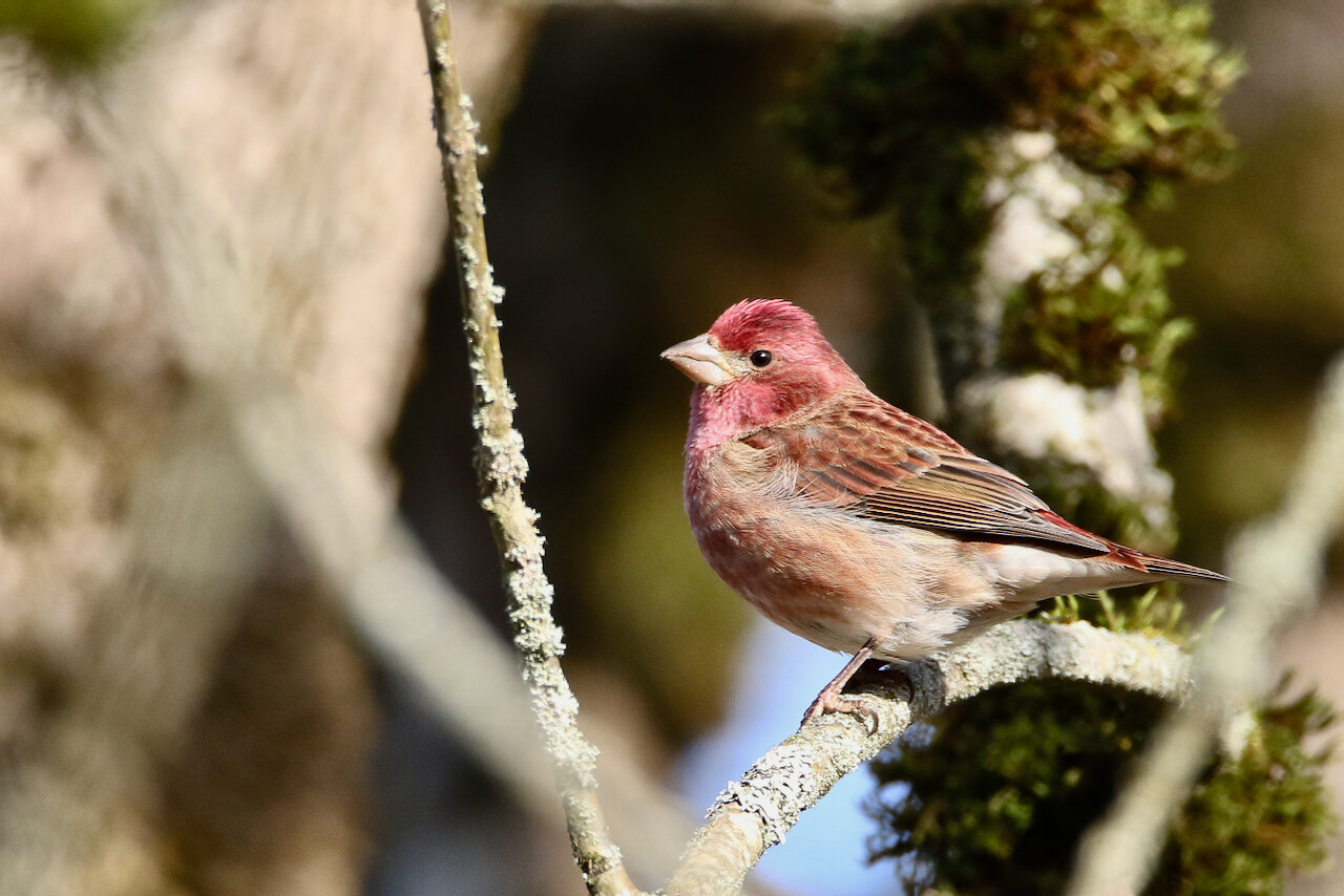 The second week of April in bird land - The JOLT News Organization, a 501(c)(3) Nonprofit