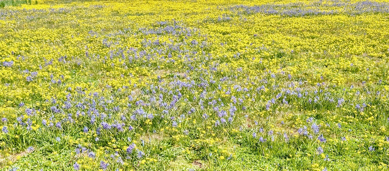 In praise of prairies - The JOLT News Organization, a 501(c)(3) Nonprofit